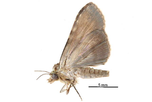 Imagem de Lophoptera phaeobasis Hampson 1905