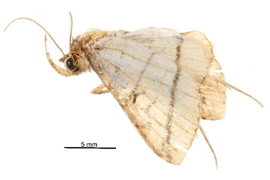 Image of Bertula carta Swinhoe 1902