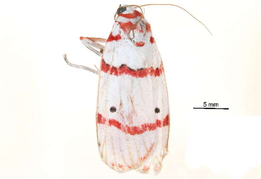 Image of Cyana perornata (Walker 1854)