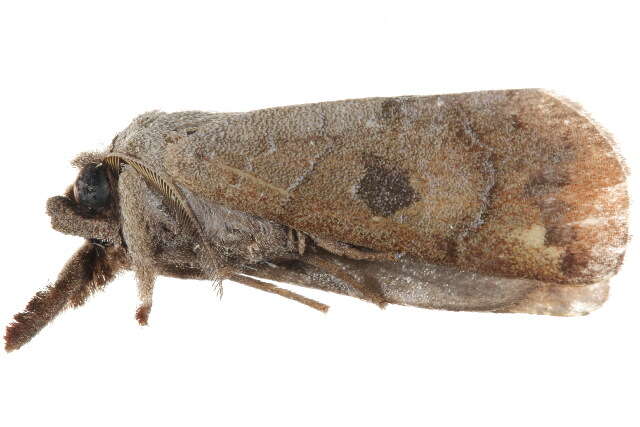 Clostera dorsalis Walker 1862 resmi