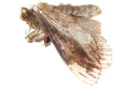 Image of <i>Allodonta austrocollaris</i>