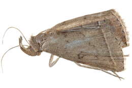 صورة <i>Simplicia phaedrusalis</i>