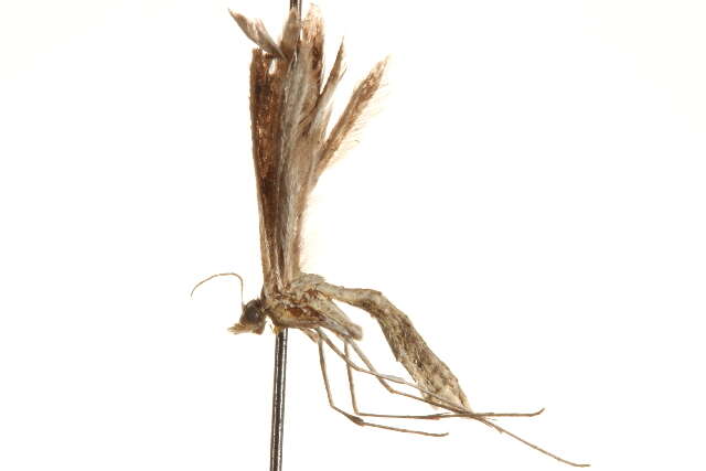 Image of Stenoptilia mengeli Fernald 1898