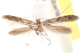 Imagem de Caloptilia melanocarpae (Braun 1925)