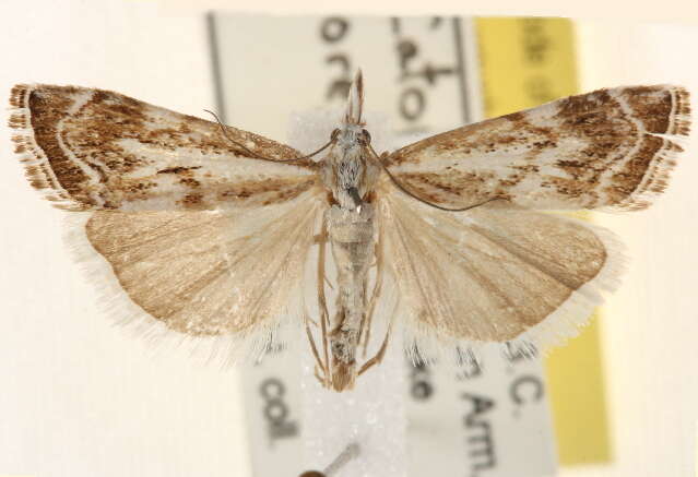 صورة Catoptria