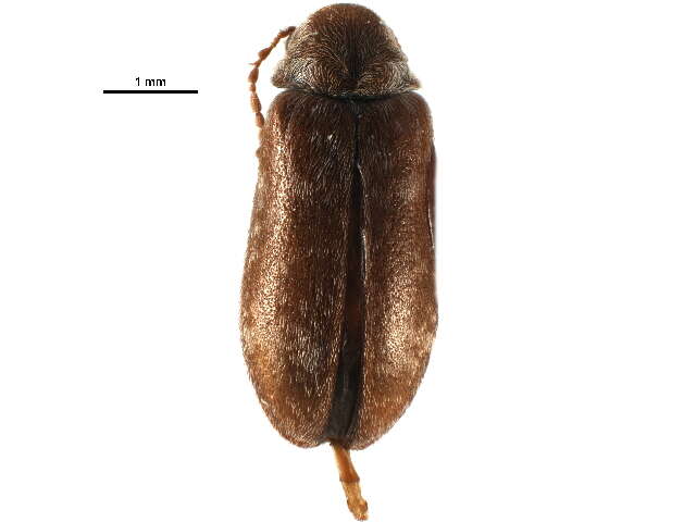 Image of Xestobium