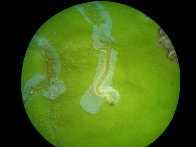 Image of Phyllocnistis