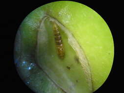 Image of Phyllocnistis