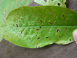 Image of Phyllocnistis