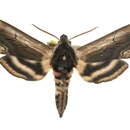 Image of Sphinx ligustri zolotuhini