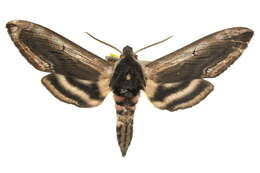 Image of Sphinx ligustri zolotuhini