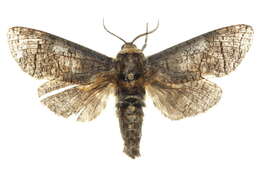 Image of carpenter moth