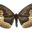 Image of Brahmaea tancrei