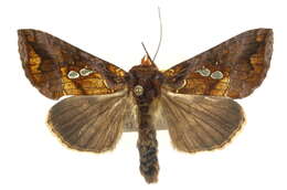 Image of Antoculeora ornatissima Walker 1858