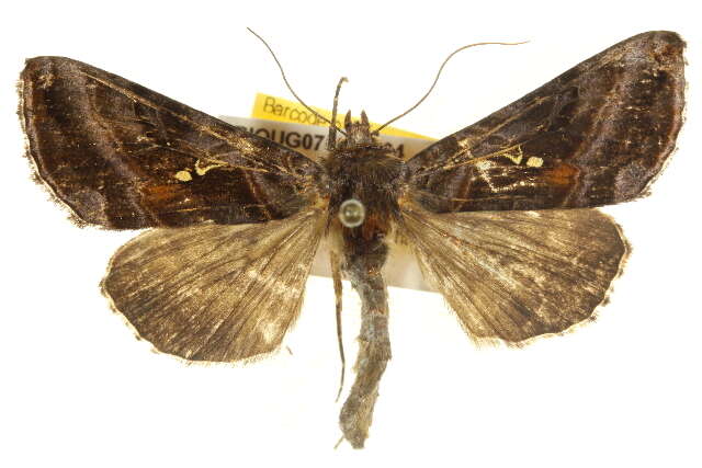 Image de Autographa