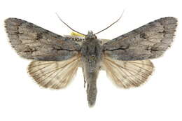 Image of Acronicta