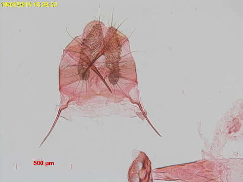 Image of Acroclita sonchana Walsingham 1908