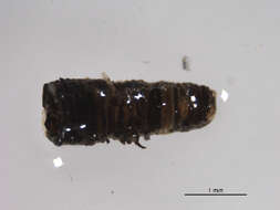 Image of Mononchidae