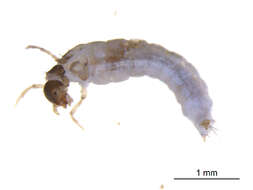 صورة Lepidostoma (Lepidostoma) latipenne (Banks 1905)