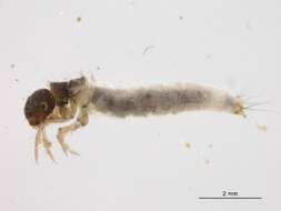 صورة Lepidostoma (Lepidostoma) latipenne (Banks 1905)