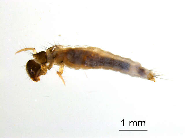 Lepidostoma (Lepidostoma) latipenne (Banks 1905) resmi