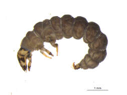 Image of Rhyacophila fuscula (Walker 1852)