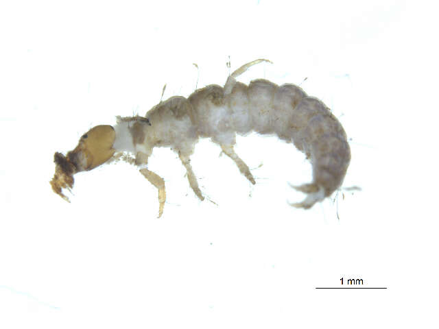 Image of <i>Rhyacophila minora</i>