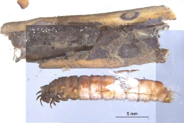 Image of Pycnopsyche luculenta (Betten 1934)