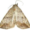 Image of <i>Blasticorhinus unduligera</i>