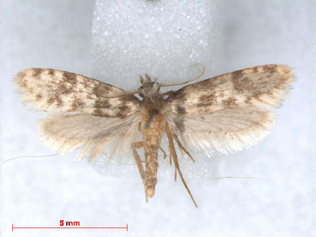 Image of Placodominae