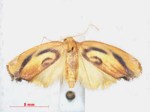 Image of Trischalis Hampson 1894