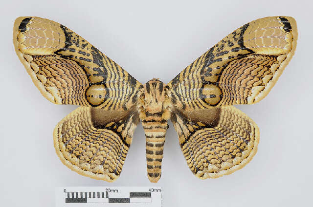 Image of brahmin moths