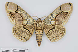 Image of brahmin moths