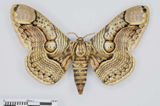 Image of brahmin moths