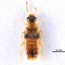 Image of Gyrophaena (Gyrophaena) pseudocriddlei Klimaszewski & Webster 2009