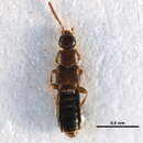 صورة Schistoglossa (Schistoglossa) brunswickensis Klimaszewski & Webster 2009