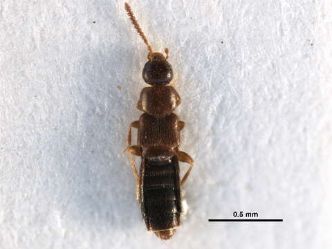 Image of Schistoglossa (Schistoglossa) brunswickensis Klimaszewski & Webster 2009