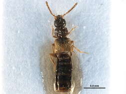 Image of Atheta (Dimetrota) alesi Klimaszewski & Brunke 2012