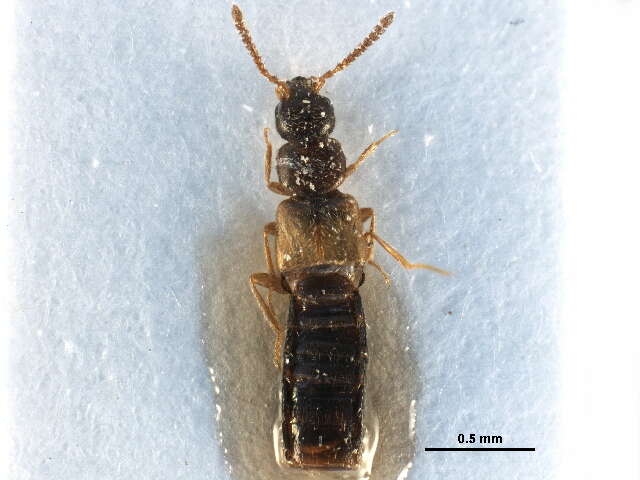 Image of Atheta (Dimetrota) alesi Klimaszewski & Brunke 2012