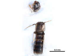 صورة Atheta (Bessobia) cryptica (Lohse 1990)