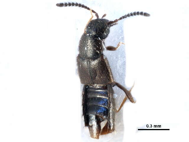 Image of Atheta (Datomicra) dadopora Thomson & C. G. 1867