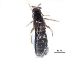 Image of Boreostiba parvipennis (Bernhauer 1907)