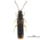 Image of <i>Philhygra laevicollis</i>