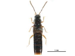 Image of <i>Philhygra laevicollis</i>