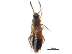 Myrmedonota resmi