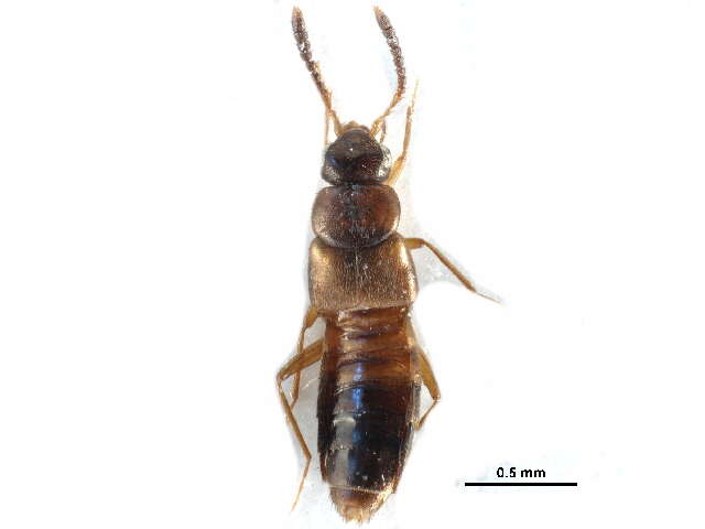 Myrmedonota resmi