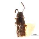 Image of Seeversiella globicollis (Bernhauer 1907)