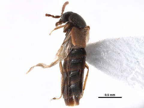 Слика од Callicerus rigidicornis (Erichson 1839)