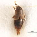 Image of Myllaena arcana Casey 1911