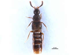 Image of Amarochara duryi (Casey 1906)